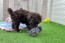 Meet Olivia - our Poodle Puppy Video