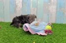 Best Yorkie Poo Baby