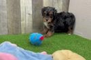 Meet Raya - our Mini Bernedoodle Puppy Video