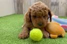 Little Cavipoo Poodle Mix Puppy