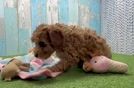 Petite Cavapoo Poodle Mix Pup