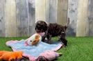 Best Cockapoo Baby
