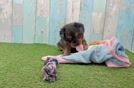 Cavapoo Puppy for Adoption