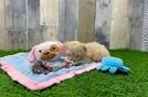 Happy Cockapoo Baby