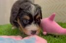 Best Mini Bernedoodle Baby
