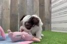 Little Havanese Baby