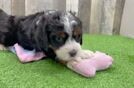 Friendly Mini Bernedoodle Baby