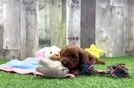 Meet Kermit - our Cavapoo Puppy Video