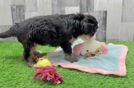 Mini Bernedoodle Puppy for Adoption
