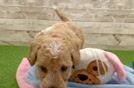 Funny Poochon Poodle Mix Pup