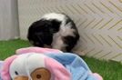 Mini Bernedoodle Puppy for Adoption