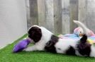 Best Cavapoo Baby