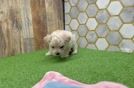 Fluffy Maltipoo Poodle Mix Pup