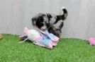 Mini Bernedoodle Puppy for Adoption