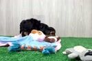 Best Yorkie Poo Baby