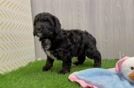 Best Mini Bernedoodle Baby
