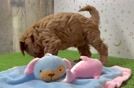 Smart Mini Goldendoodle Poodle Mix Pup