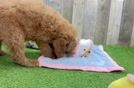 Smart Mini Goldendoodle Poodle Mix Pup