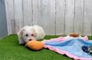 Best Maltipoo Baby