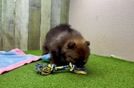 Meet Ezra - our Pomeranian Puppy Video
