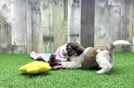 Meet Bart - our Teddy Bear Puppy Video