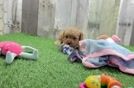 Little Cavipoo Poodle Mix Puppy