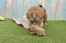 Best Mini Pomskydoodle Baby