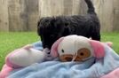 Meet Pia - our Mini Goldendoodle Puppy Video