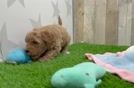 Best Mini Goldendoodle Baby