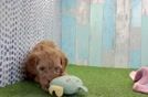 Hypoallergenic Cavadoodle Poodle Mix Puppy