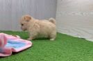 Maltipoo Pup Being Cute