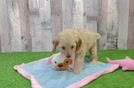 Cockapoo Pup Being Cute