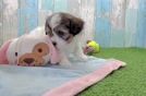 Shih Poo Puppy for Adoption