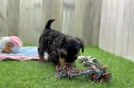 Small Yorkie Poo Baby