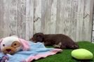 Dachshund Pup Being Cute