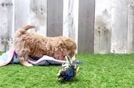 Best Maltipoo Baby