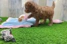 Mini Goldendoodle Pup Being Cute