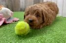 Best Mini Goldendoodle Baby