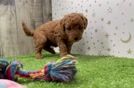 Meet Astrid - our Mini Goldendoodle Puppy Video