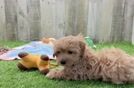Maltipoo Puppy for Adoption