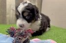 Small Mini Bernedoodle Baby