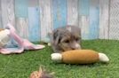 Meet Daenareys - our Mini Bernedoodle Puppy Video