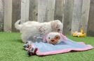 Little Maltese Poodle Poodle Mix Puppy