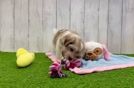 Meet Farley - our Havanese Puppy Video