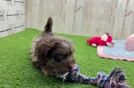 Cute Mini Doxie Poo Poodle Mix Puppy