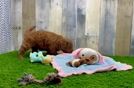Mini Goldendoodle Puppy for Adoption