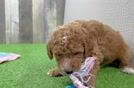 Cavapoo Pup Being Cute