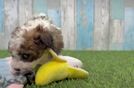 Energetic Havadoodle Poodle Mix Puppy