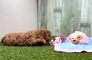 Cavapoo Pup Being Cute