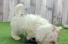 Havapoo Puppy for Adoption